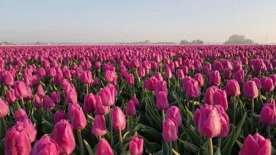 حقول الزنبق والزهور في هولندا