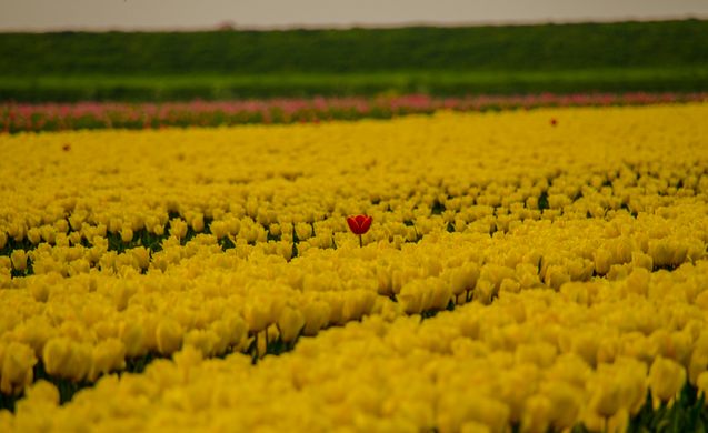 حقول التوليب  والأزهار - هولندا