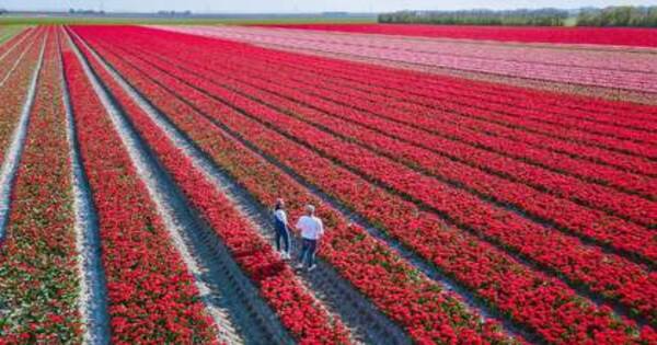 حقول الزهور - هولندا