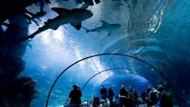 حديقة حيوانات بلايدورب