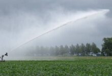 زراعية هولندا مياه