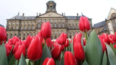 اليوم الوطني لزهور التوليب في أمستردام