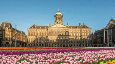 التوليب - أمستردام