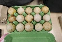 ضبط عملية تهريب 79 بيضة تفريخ في مطار سخيبول – احتجاز ثلاثة مشتبه بهم