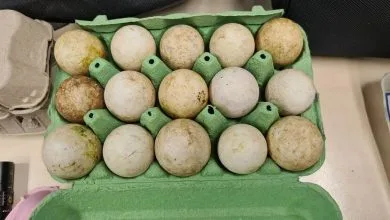 ضبط عملية تهريب 79 بيضة تفريخ في مطار سخيبول – احتجاز ثلاثة مشتبه بهم