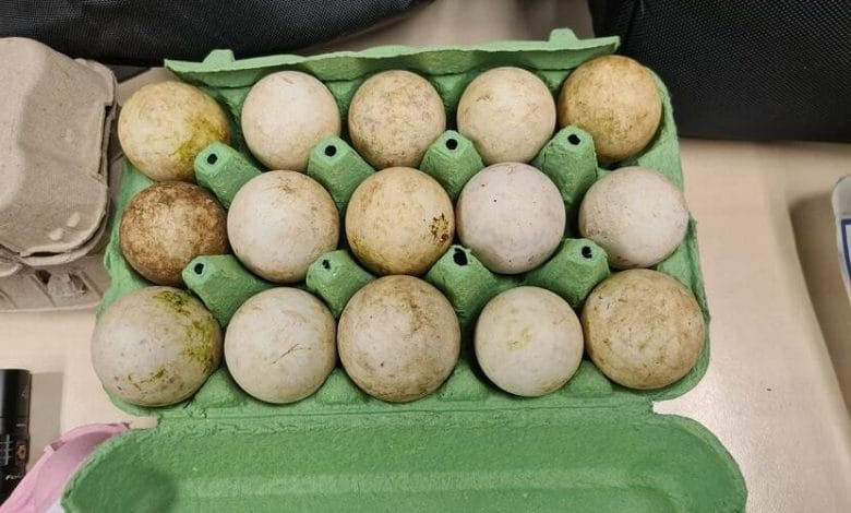 ضبط عملية تهريب 79 بيضة تفريخ في مطار سخيبول – احتجاز ثلاثة مشتبه بهم