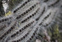 يرقات عثة البلوط الموكبية