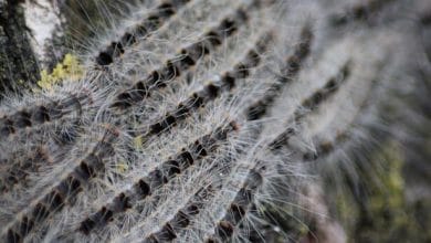 يرقات عثة البلوط الموكبية